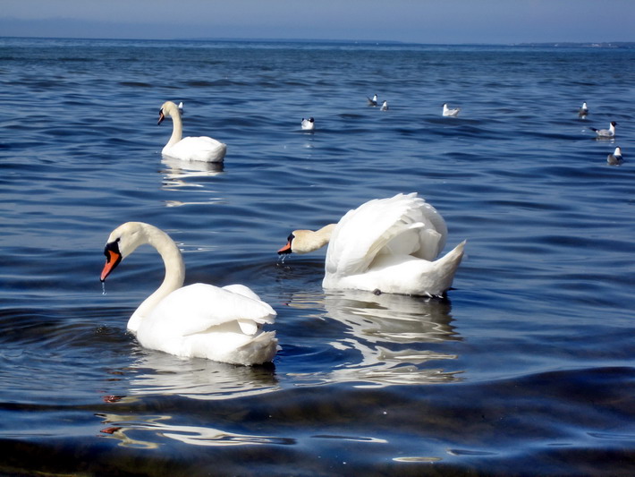 Фотографія Лебеди на море... / Алексей Кормилец / photographers.ua