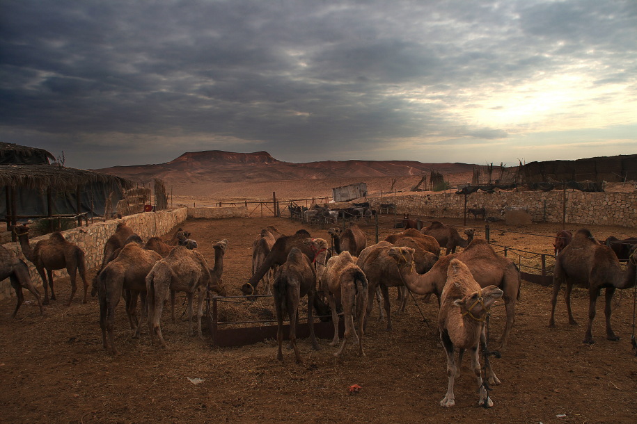 Фотографія Бедуинская стоянка / igork4 / photographers.ua