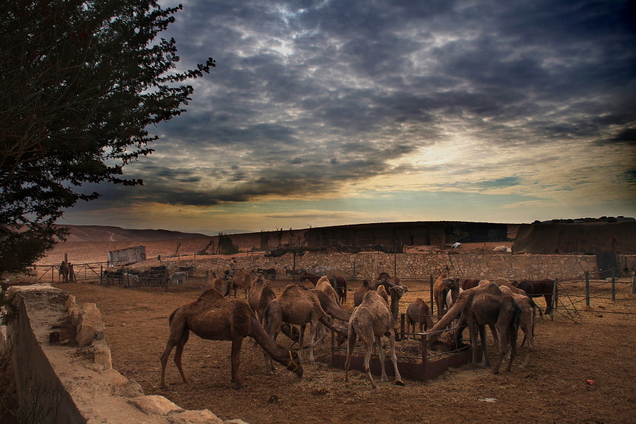 Фотографія Бедуинская стоянка 2 / igork4 / photographers.ua