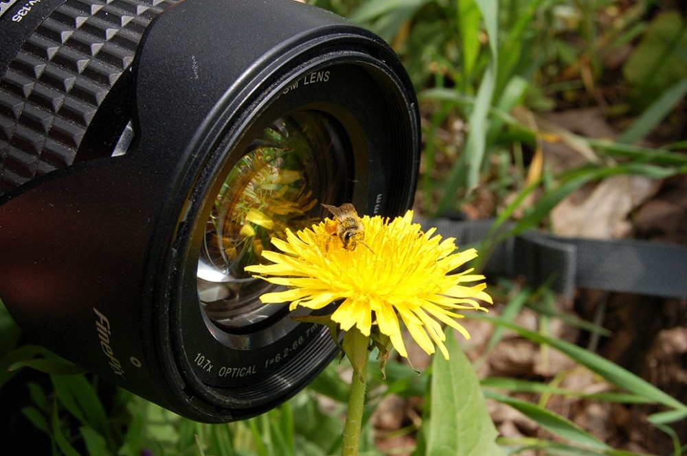 Фотографія весна, пчелы и фотографы пробудились от спячки / Данил Терпан / photographers.ua