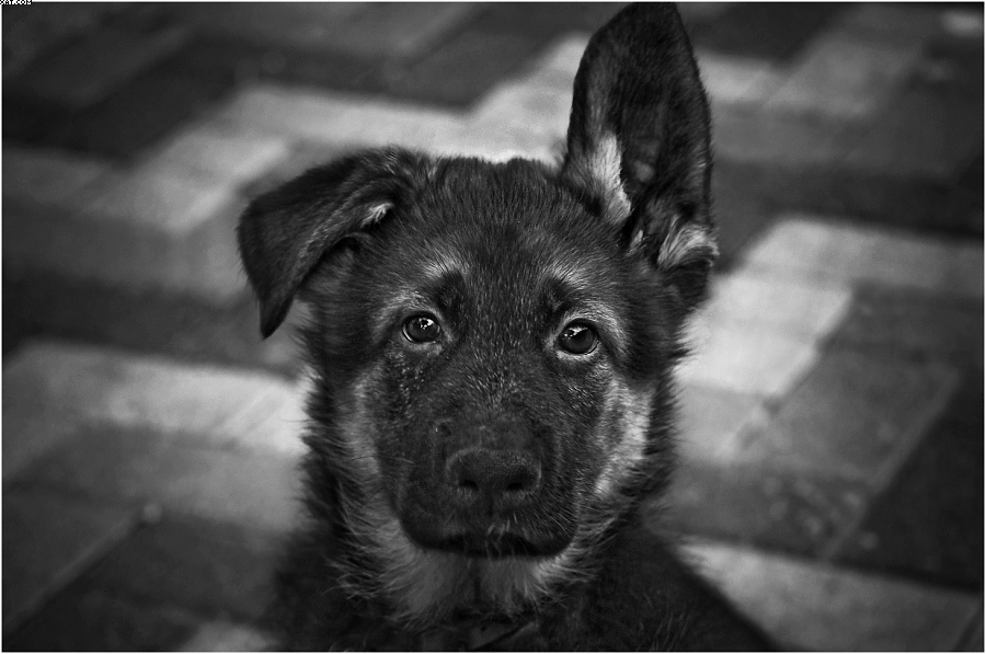 Фотографія Взгляд ребенка / Александр Пайкин / photographers.ua