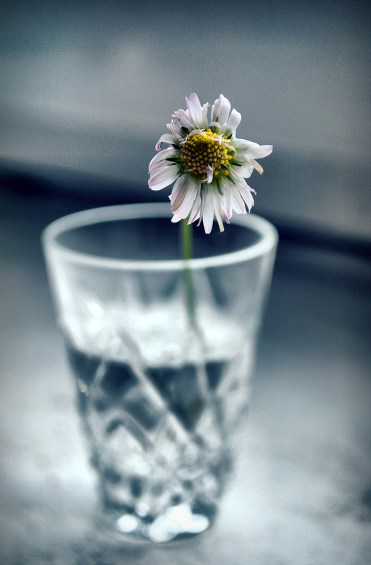 Фотографія Макро / Микола Щепний / photographers.ua