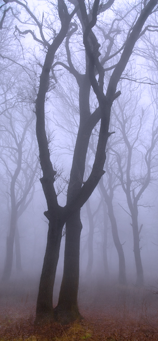 Фотографія Сиреневый туман / Владимир Лапшин / photographers.ua