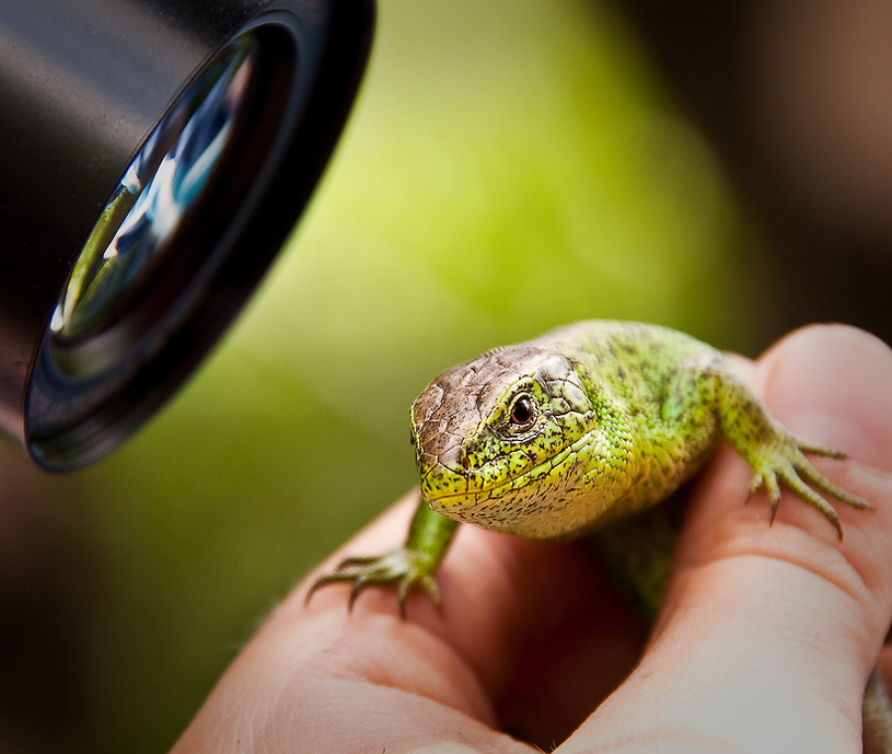 Фотографія Под прицелом / Алексей Кузьмин / photographers.ua