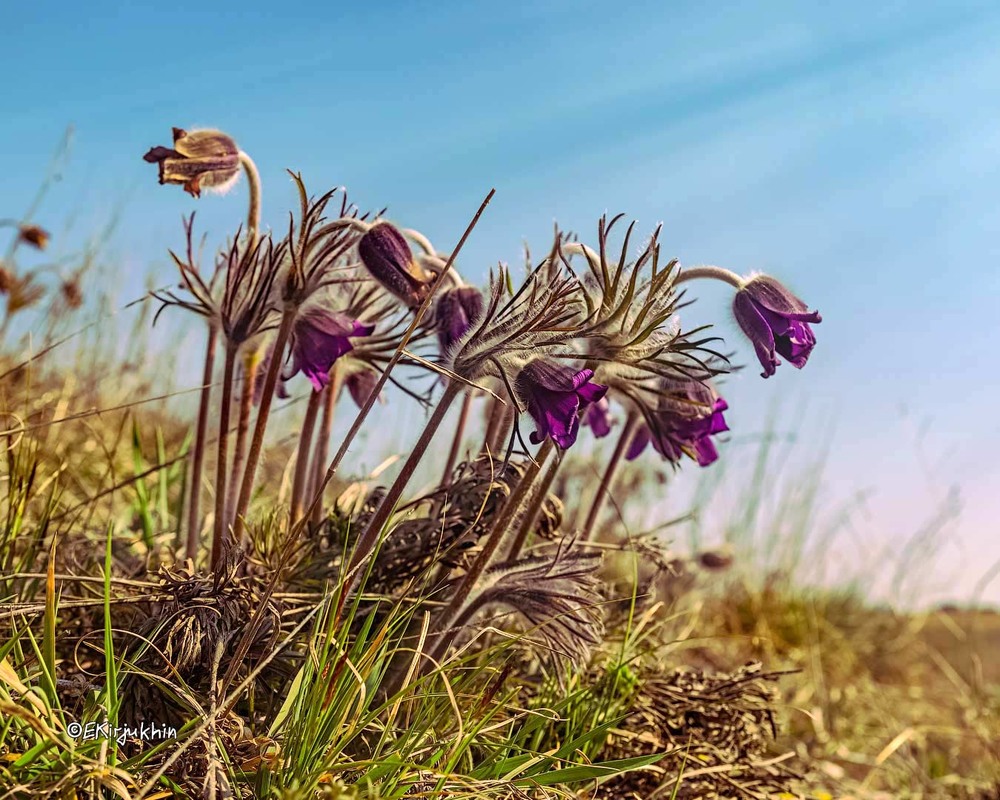 Фотографія Прострелы / Евгений Кирюхин / photographers.ua