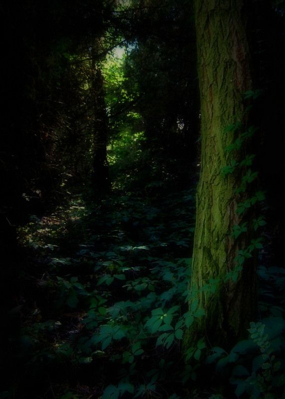 Фотографія Луч света в темном царстве... / Кот Алина / photographers.ua