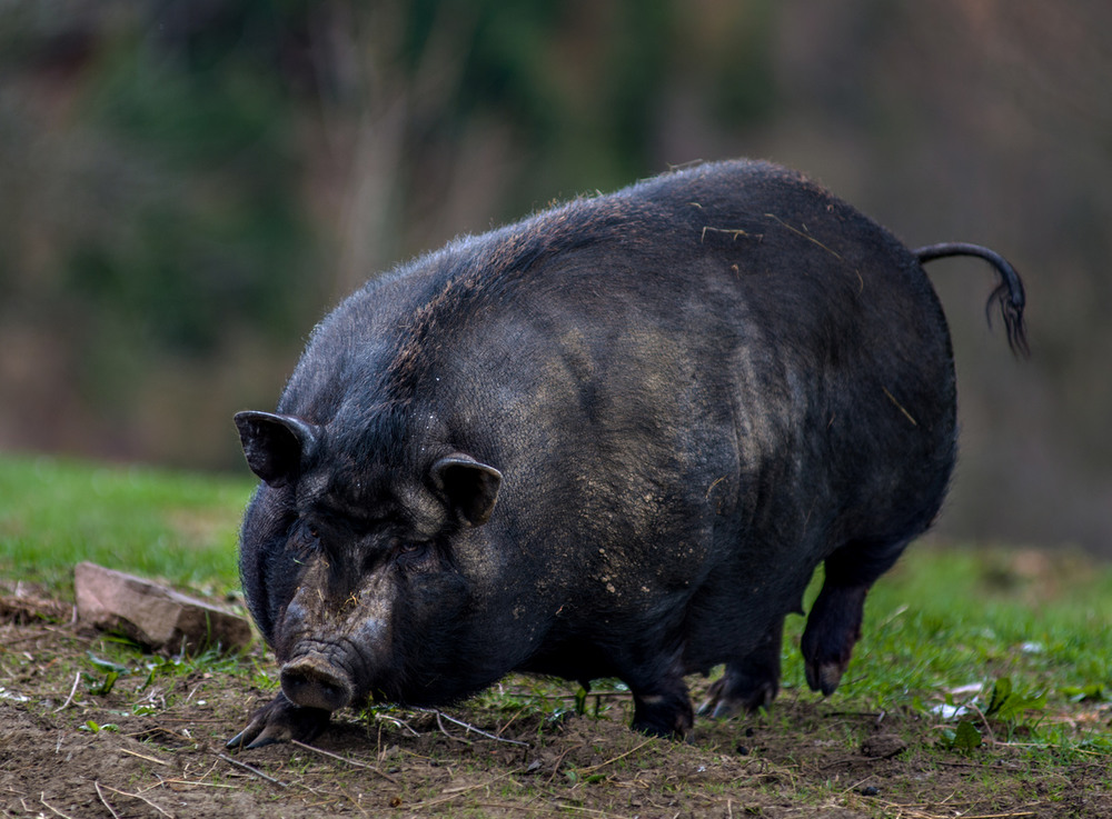 Фотографія Приключение вьетнамской свинки в Карпатских Горах :) / Андрей Романов / photographers.ua