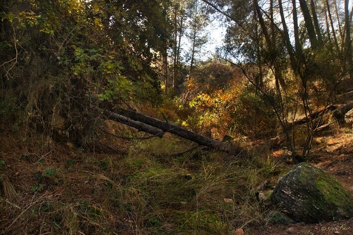 Фотографія Овраг / Пётр Рогов / photographers.ua