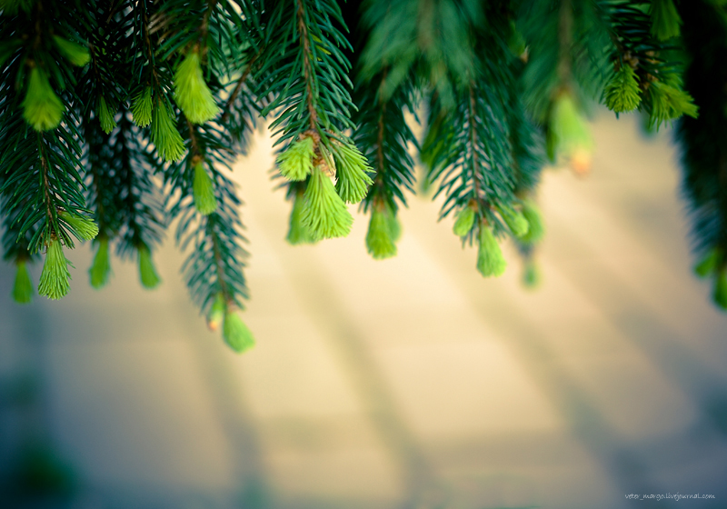 Фотографія Пейзаж / Рита Veter Корчак / photographers.ua