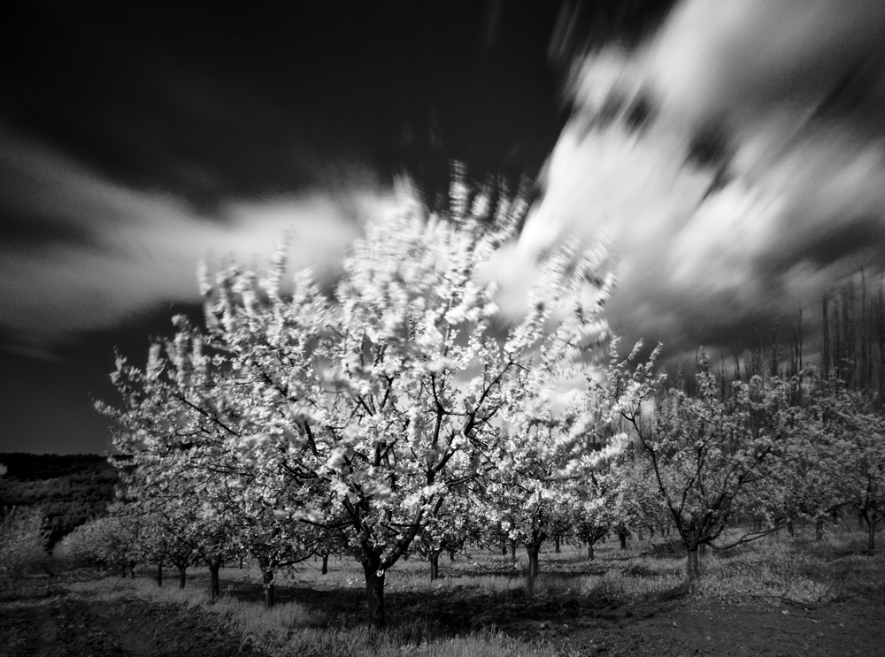 Фотографія запах персиковых деревьев / Вячеслав Иванов / photographers.ua