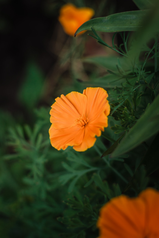 Фотографія Десь в траві живуть казкові квіти / Tania Brodziak / photographers.ua