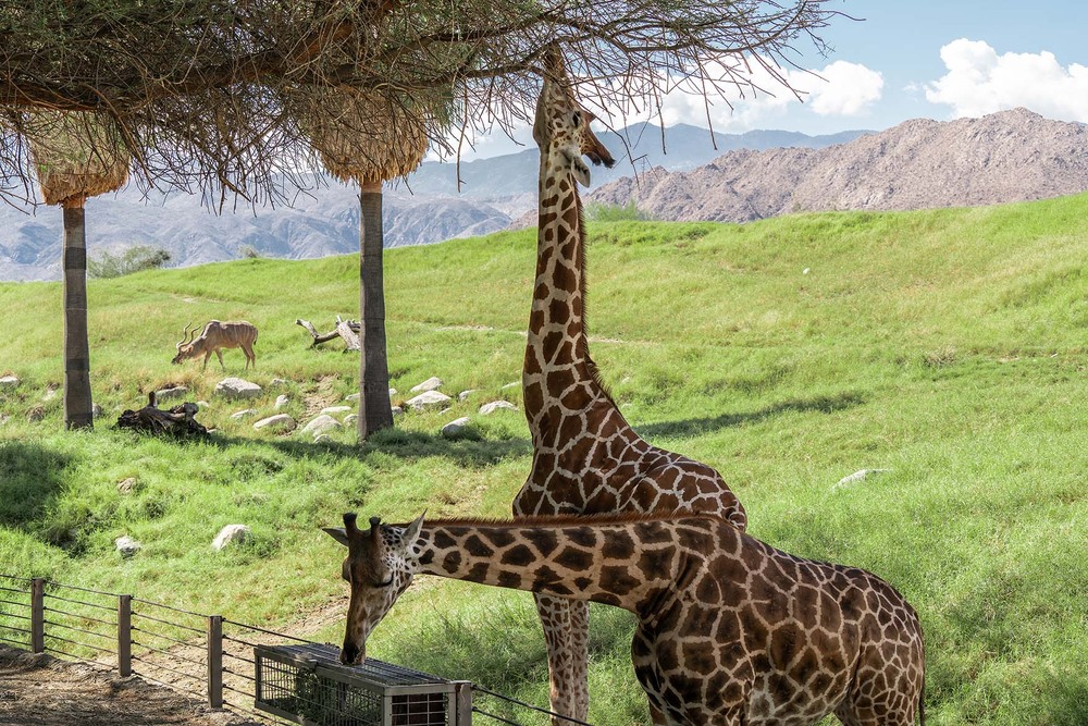 Фотографія Жирафи в природному середовищі / Stanislav Khara / photographers.ua