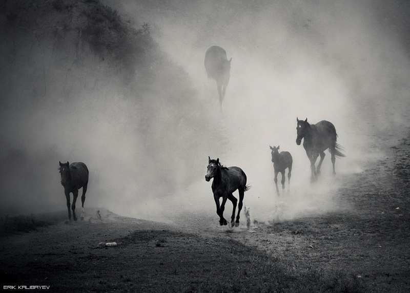 Фотографія Horses / Erik Kalibayev / photographers.ua