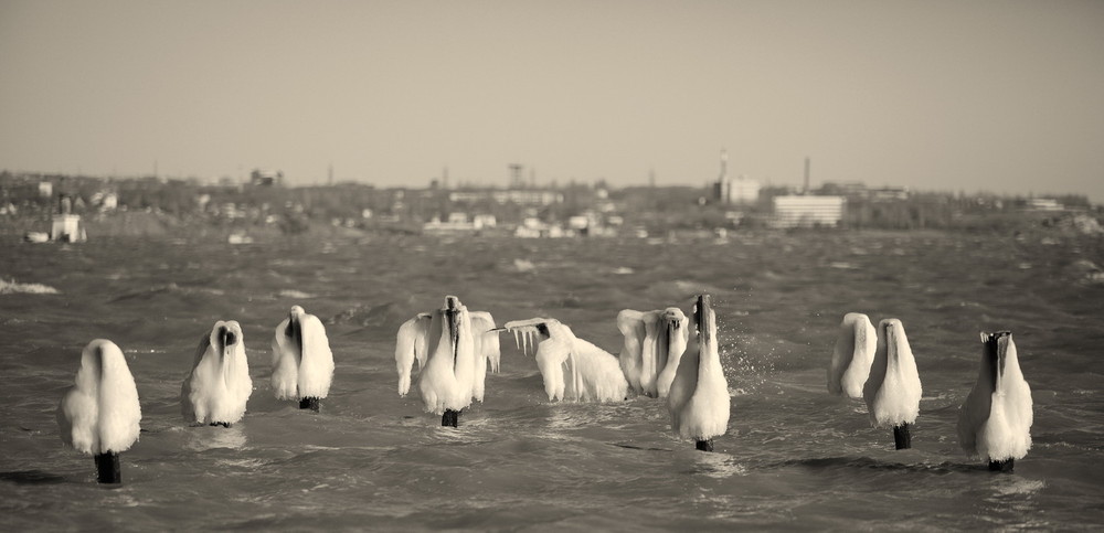 Фотографія Пингвины / Карпенко Антон / photographers.ua