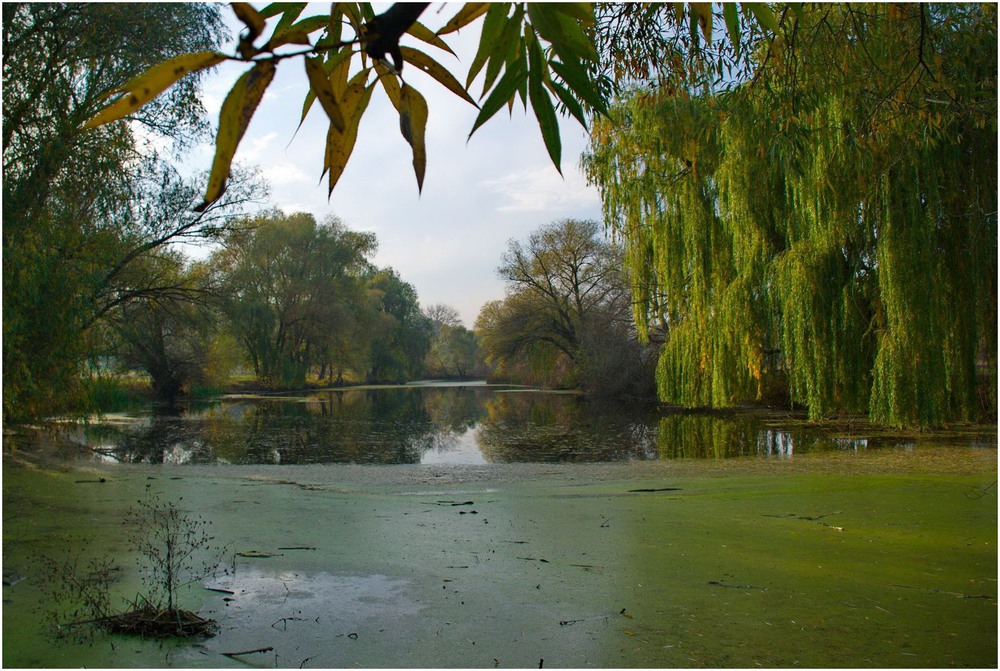 Фотографія Есть в нашем парке старый пруд... / Александр Козленко / photographers.ua