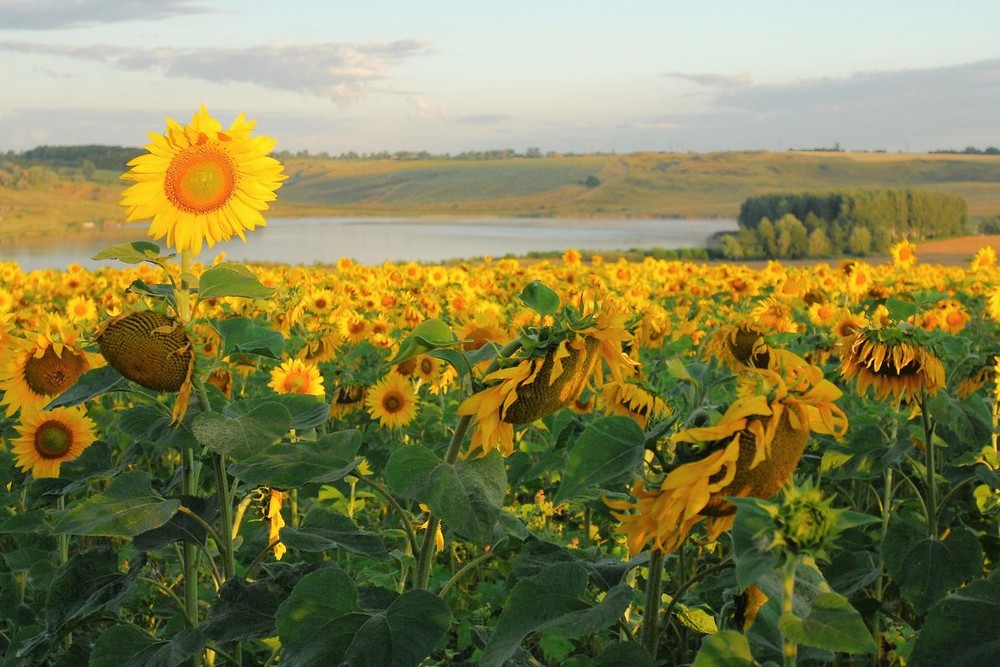 Фотографія на колхозном партсобрании... / Александр Козленко / photographers.ua