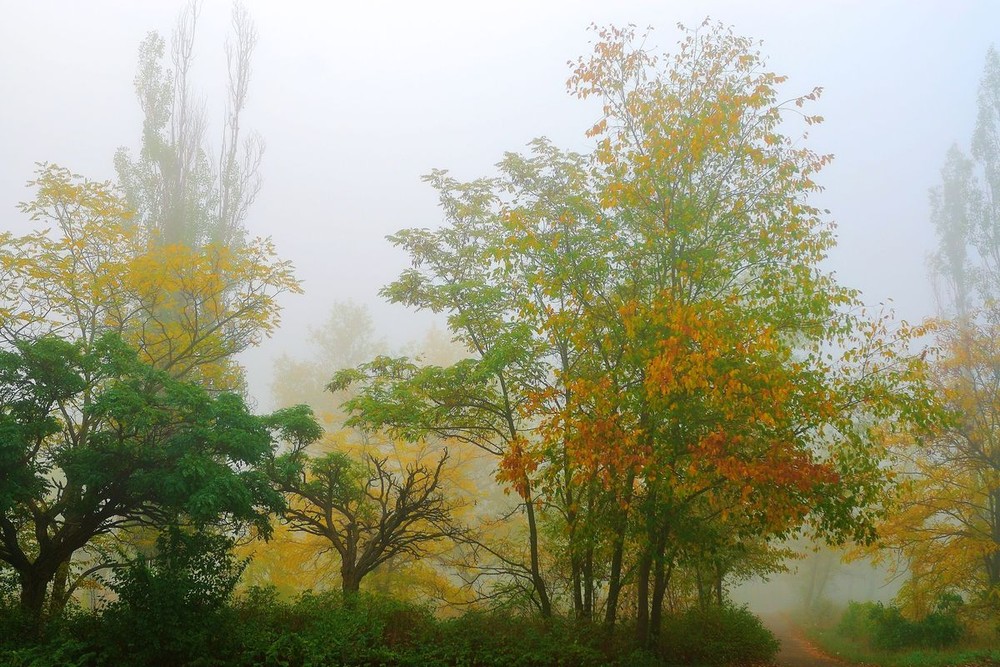 Фотографія осень, утро, туман / Александр Козленко / photographers.ua