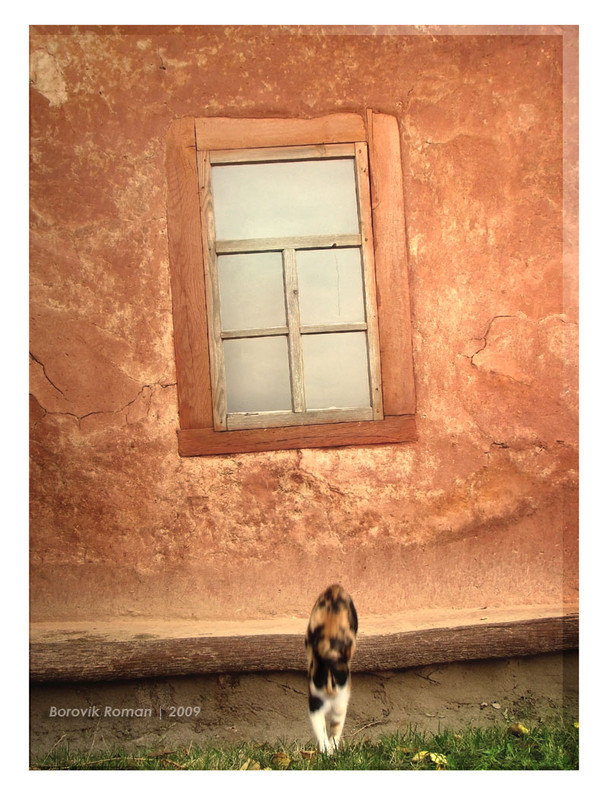 Фотографія кошка у окошка... / Боровик Роман / photographers.ua
