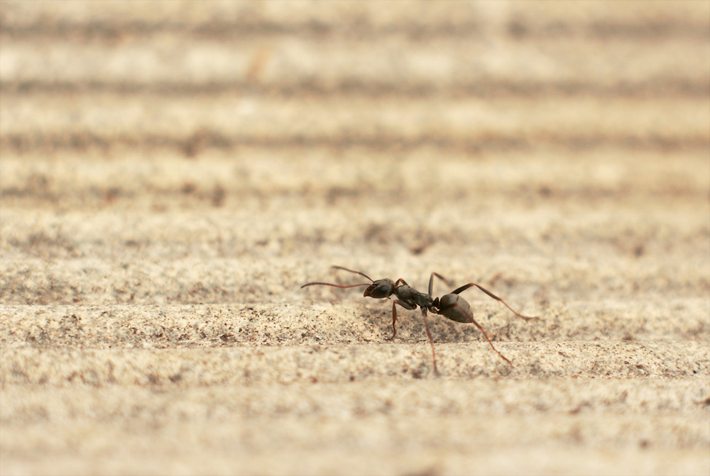 Фотографія Formicidae (муравей) / Tamerlan / photographers.ua