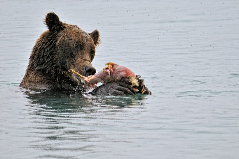 Фотографія Grizzli & salmon / Fotomafia (Олег Баженов) / photographers.ua
