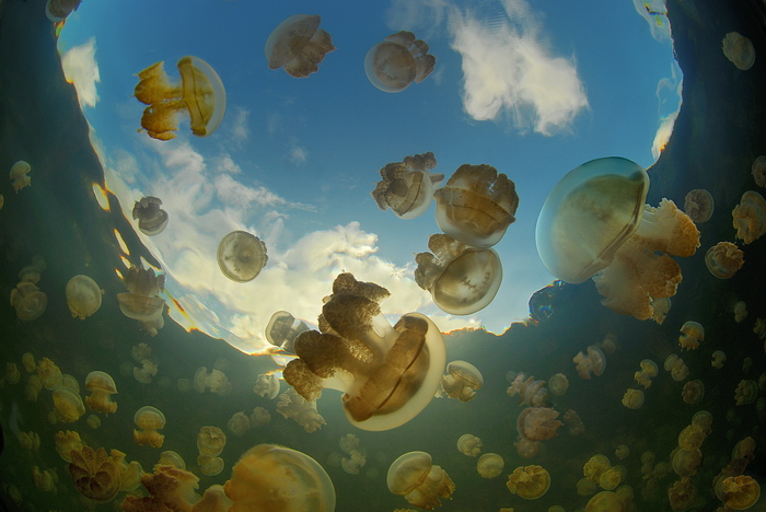 Фотографія Jellyfish Lake / Fotomafia (Олег Баженов) / photographers.ua