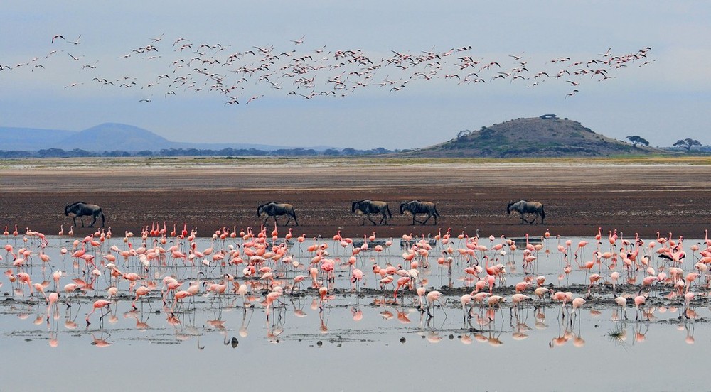 Фотографія Amboseli / Fotomafia (Олег Баженов) / photographers.ua
