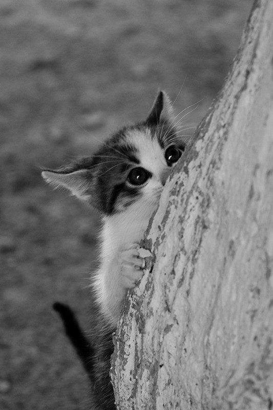 Фотографія Cat ;-) / Александр Леськив / photographers.ua