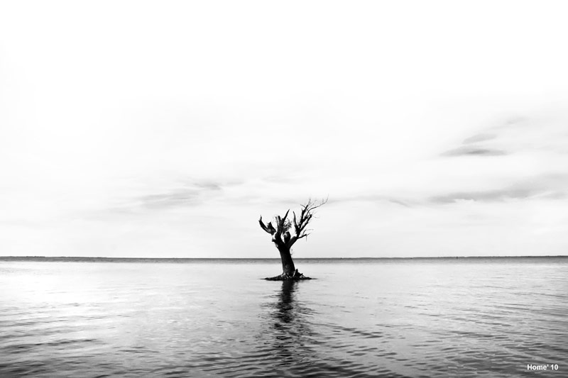 Фотографія lonely-tree / Igor Netahata / photographers.ua
