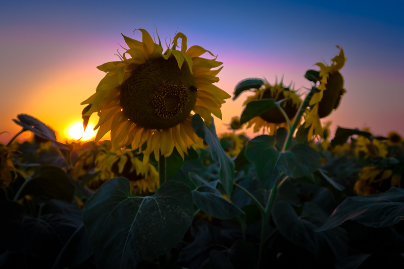Фотографія sunflowerset / Ullr / photographers.ua