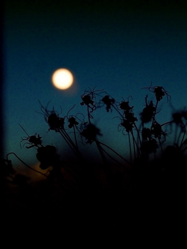 Фотографія ...ніч яка місячна, зоряна, ясная,.. / *IriS* / photographers.ua