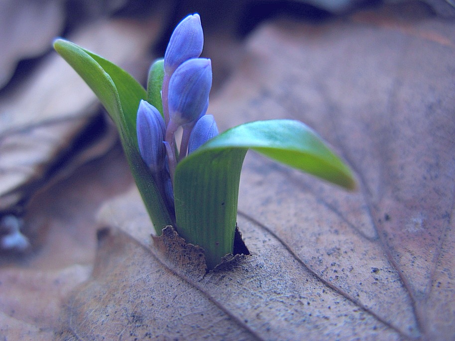 Фотографія ...хрупкая весна.... / *IriS* / photographers.ua