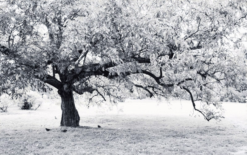 Фотографія о дереве и птицах.. / ElDiFor / photographers.ua
