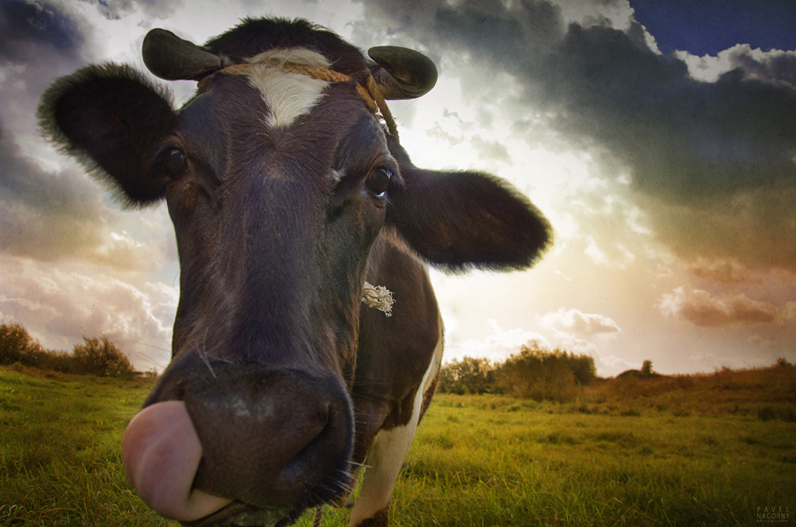 Фотографія cow / Павел Нагорный / photographers.ua