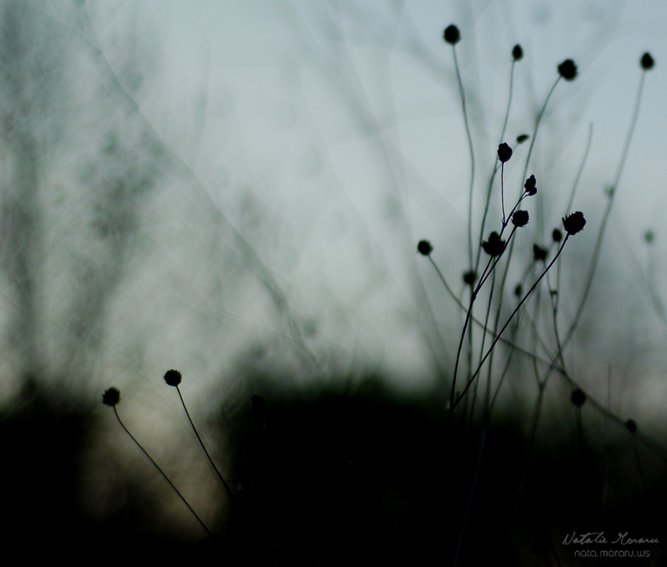 Фотографія Whispers / Nata Moraru / photographers.ua