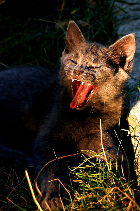 Фотографія yawn (зевание) / Nata Moraru / photographers.ua
