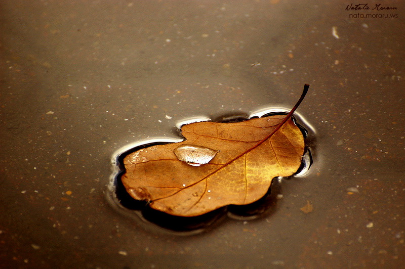 Фотографія Autumn is a second spring where every leaf is a flower / Nata Moraru / photographers.ua