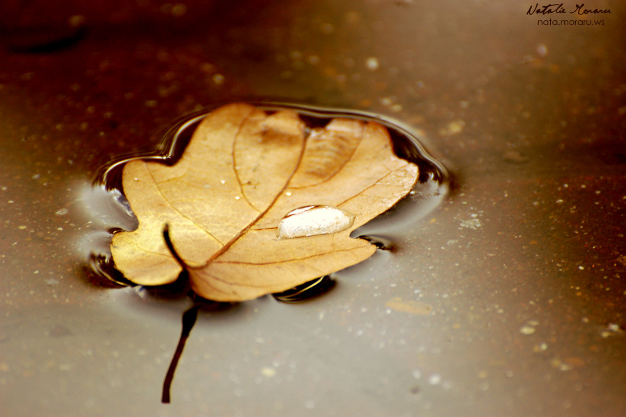 Фотографія Autumn is a second spring where every leaf is a flower (2) / Nata Moraru / photographers.ua