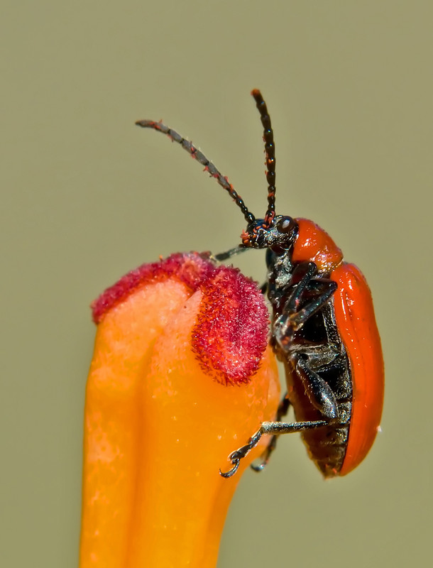 Фотографія *** / Москаев Виталий / photographers.ua