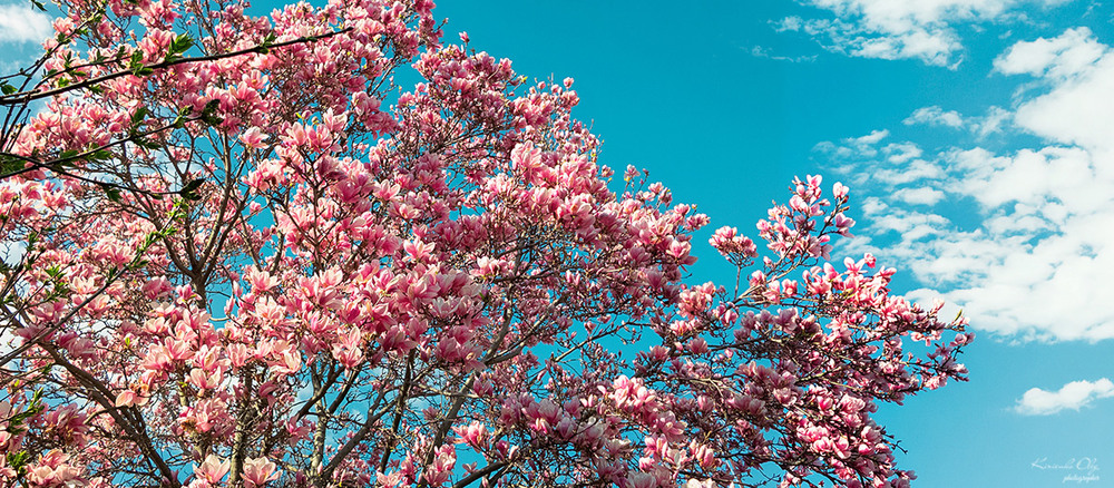 Фотографія Пейзаж / Oleg Kirienko / photographers.ua