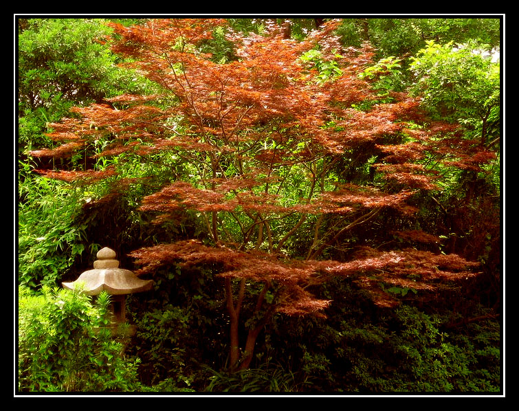 Фотографія Japanese Maple Trees / Lika Go / photographers.ua