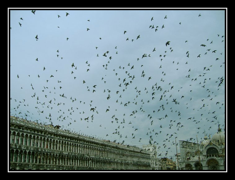 Фотографія Венецианские голуби / Lika Go / photographers.ua