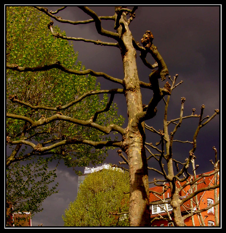 Фотографія Черт на дереве перед грозой / Lika Go / photographers.ua