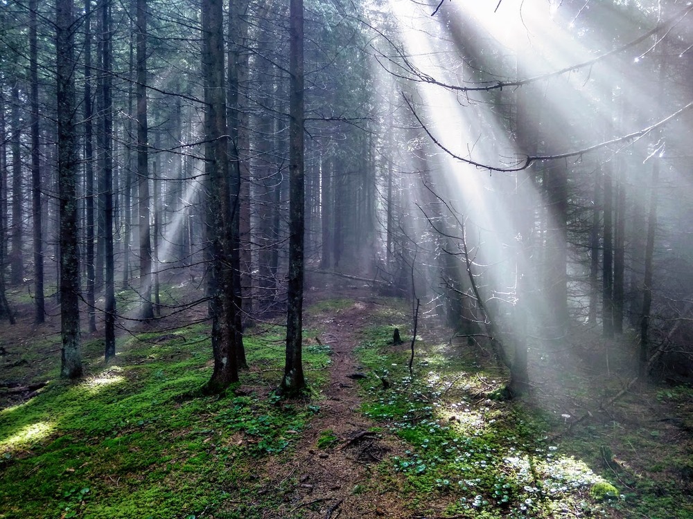 Фотографія Карпати. Ліс / Ignat / photographers.ua