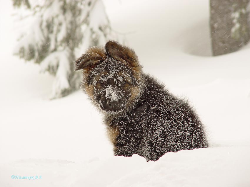 Фотографія ВалЯнок или Дети как дети... / Владимир Пилипчук / photographers.ua