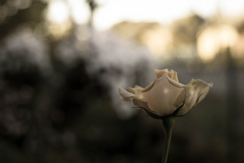 Фотографія Осіння троянда / Олександр К. OutSaider / photographers.ua