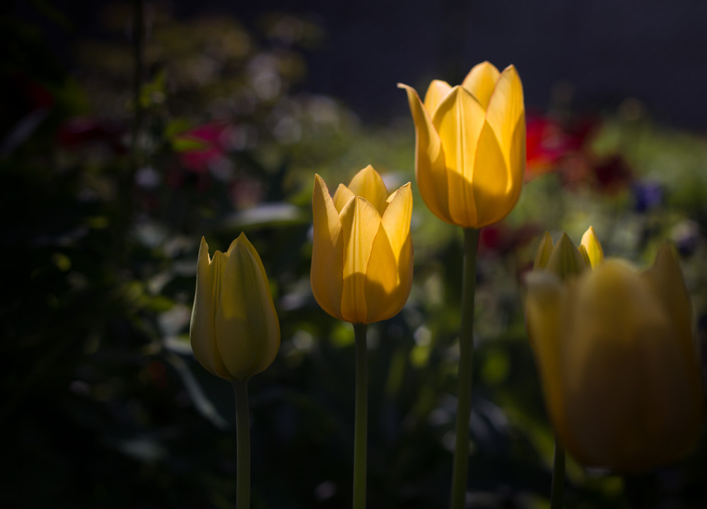 Фотографія Сонячні тюльпани / Олександр К. OutSaider / photographers.ua