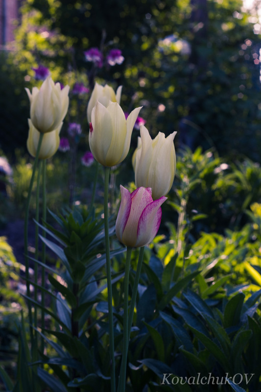 Фотографія чарівні тюльпани для Дами / Олександр К. OutSaider / photographers.ua