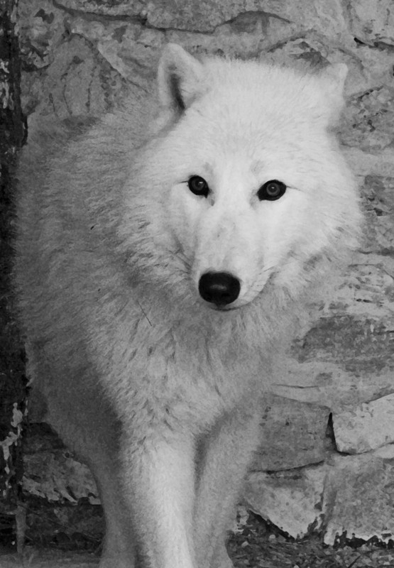 Фотографія Северный волк / Олександр К. OutSaider / photographers.ua