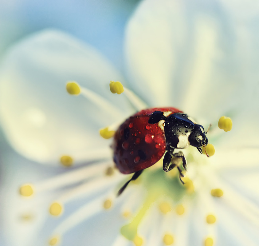 Фотографія Макро / Anna Hanna / photographers.ua