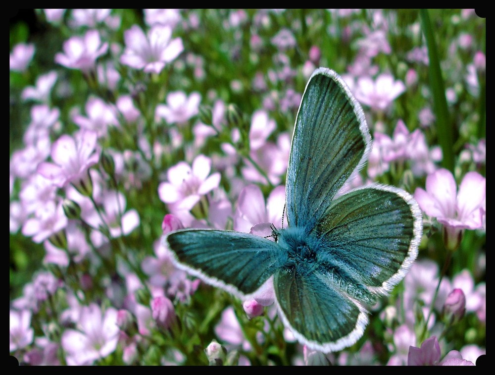 Фотографія *бабочка* / ...ANNA... / photographers.ua
